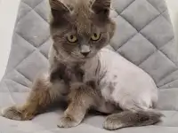 ТИШКА ИЩЕТ ДОМ, фотография 4