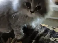 Шотландская девочка, фотография 2