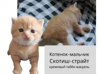 Продам шотландских  котят, фотография 2