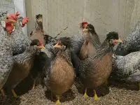Продам кур несушек