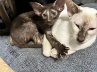 Ориентальные котята, фотография 4
