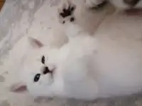 Британские котята, фотография 2