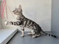 Бенгальские котята, фотография 6