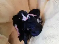 Котята в дар: выбирайте, фотография 3
