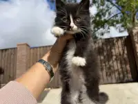 Пушистый котёнок (1 мес), фотография 4