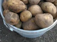 Картофель