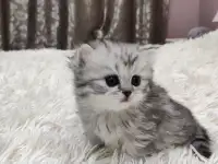 Шотландские плюшевые котята, фотография 5