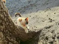 Котенок в дар, фотография 2
