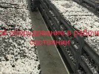 Продаю, ищу партнеров или инвесторов на действующий бизнес по выращиванию грибов шампиньонов и вешенки.