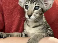Ориентальные котята, фотография 6