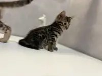 Бенгальские котята, фотография 5