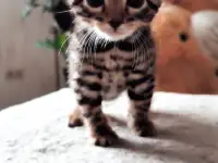 Бенгальские  котята, фотография 2