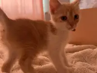 Миленький котенок ищет свой дом