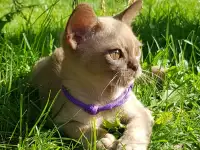 Котята Европейской бурмы, фотография 8
