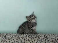 Шотландские котята, фотография 5
