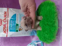 Мини чихуахуа, фотография 2