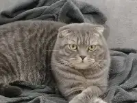 Шотландский кот
