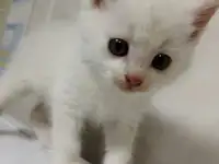 Два котенка Белоснежки, фотография 4