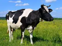 Куплю