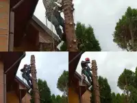 Спил деревьев