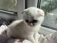 Шотландские милашки, фотография 3