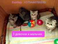 Персидские котята экстремального типа чистокровные.Персы.Котята., фотография 4