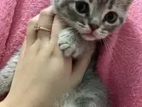 Шотландские котята, фотография 4