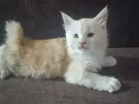 Котята мейн-кун, фотография 5