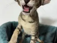 Ориентальные котята, фотография 7