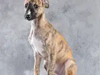 Уиппет щенки, фотография 2