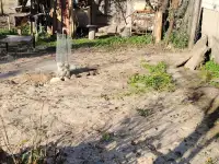 Продажа жилого дома в живописном месте с видом на лес, фотография 10