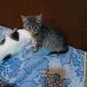 Котенок в надёжные руки, фотография 5