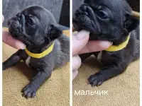 Щенки французского бульдога, фотография 2