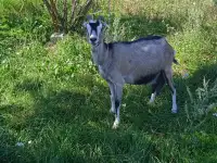 Продам дёшево козу породы Ламанча, фотография 5