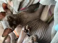 Канадский сфинкс, фотография 2