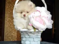 Померанский шпиц, щенки. Мини мишки, фотография 9