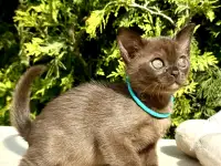 Котёнок Европейской бурмы, фотография 2
