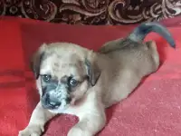 Щенки 1 месяц в добрые руки, от умной и красивой мамы, вырастут небольшие., фотография 4