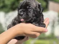 Предлагаются к продаже щенки кане корсо, фотография 8
