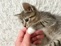 Котёнок, фотография 2
