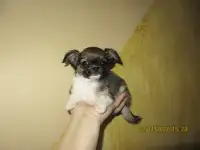 мальчик чихуахуа, фотография 2