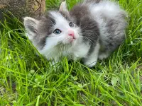 Котята в хорошие руки, фотография 4
