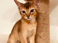 Абиссинские котята, фотография 3