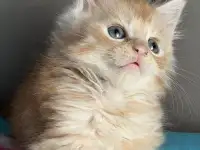 Котята Мейн-кун, фотография 7