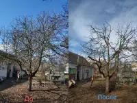 Садовник, уход за садом