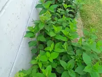 Продажа гортензий