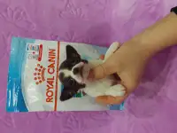 Мини чихуахуа, фотография 9