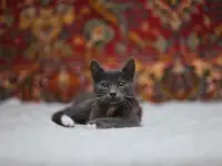 Нежный котенок Масик ищет дом!, фотография 12
