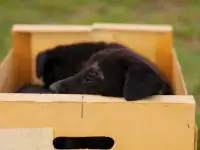 Щенки