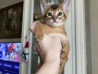 Продам котенка